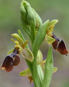 Ophrys alpujata-scolopax