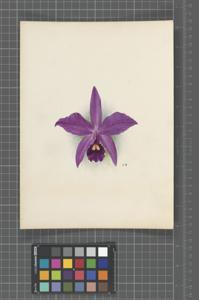 <i>Cattleya</i> Phyllis (1907)