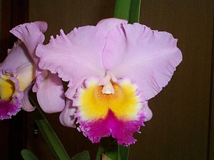 <i>Rhyncholaeliocattleya</i> Wonderful Sunrise