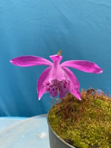 Pleione barbarae
