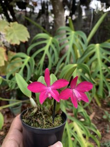 Cattleya Alpha Burgundy