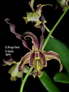 Dendrobium Queen Zainab