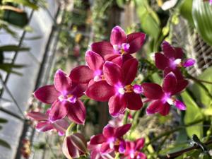 Phalaenopsis KS Super Zebra