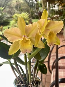 <i>Rhyncholaeliocattleya</i> Waikiki Gold