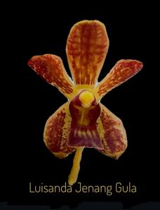 <i>Luisanda</i> Jenang Gula