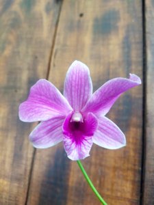 Dendrobium Landbouw Bedrijf School