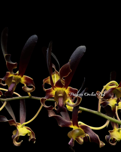 Dendrobium Rajajowas