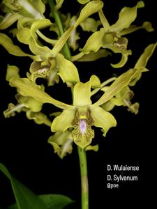 <i>Dendrobium</i> Rusa Cerdik