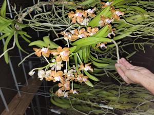 Vanda Naeem Ramatally