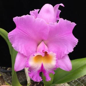 <i>Rhyncholaeliocattleya</i> Volcano Feeling