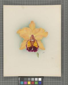 <i>Cattleya</i> Allamanda