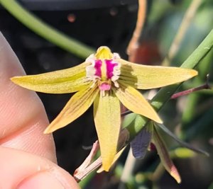 <i>Dendrobium</i> Wanyin Golly