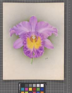Rhyncholaeliocattleya Marie Marie