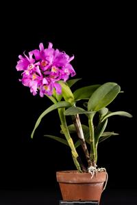 Cattlianthe Acker's Madison