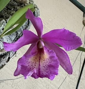 <i>Rhynchobrassoleya</i> Di and Frank XOXO