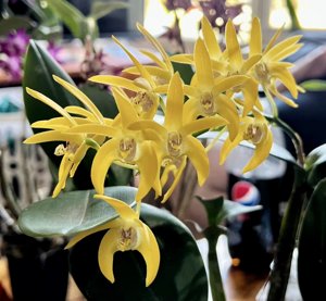 <i>Dendrobium</i> Keira's Honey