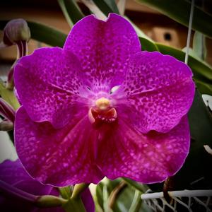<i>Vanda</i> Mem. Susumu