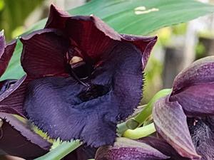 Catasetum Richie Moran