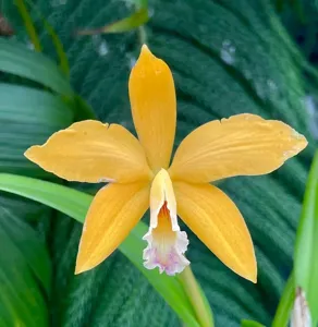 <i>Cattleya</i> Hodgkinsoniae