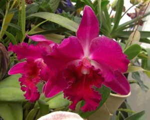 <i>Cattleya</i> Phena