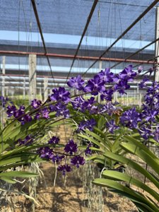 Vanda Suwannaphum Blue Finch