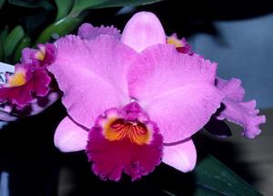 Rhyncholaeliocattleya Dundas
