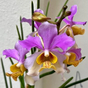 <i>Papilionanda</i> Pham Le Tran Chinh