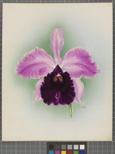Cattleya Dominiana (1899)