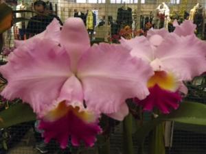 <i>Rhyncholaeliocattleya</i> Casitas Giant