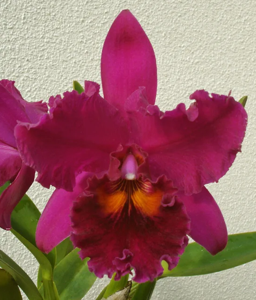 <i>Rhyncholaeliocattleya</i> DiCiommo Gianni Firstborn