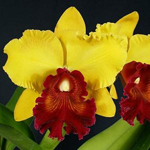 <i>Rhyncholaeliocattleya</i> David Dolge
