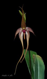 Bulbophyllum Anela O Make