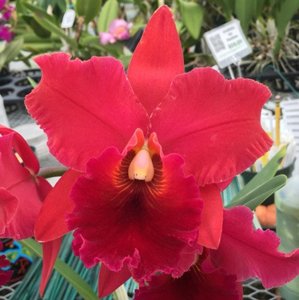 <i>Rhyncholaeliocattleya</i> Ayayusa