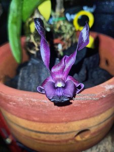 Dendrobium Kraken