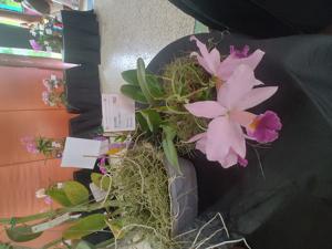 Cattleya ericoi