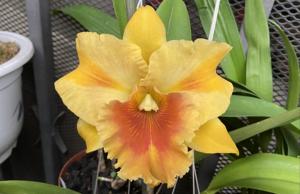 Rhyncholaeliocattleya Miss Thailand