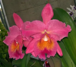<i>Rhyncholaeliocattleya</i> Hawaiian Avalanche
