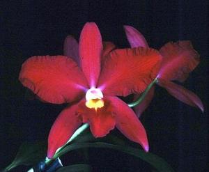 <i>Cattleya</i> Vallepatra