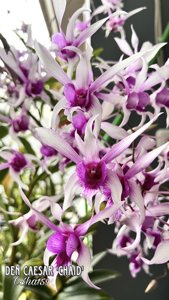 Dendrobium Caesar