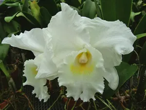 <i>Cattleya</i> Dick Whittington