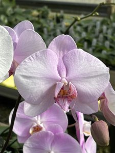 Phalaenopsis Tejas Butterfly