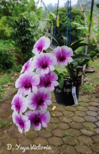 Dendrobium Yaya Victoria