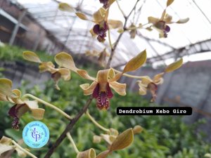 <i>Dendrobium</i> Kebo Giro