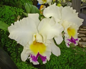 <i>Rhyncholaeliocattleya</i> Sylvia Hill