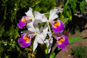 <i>Cattleya</i> Eva's Fábula Gloriosa