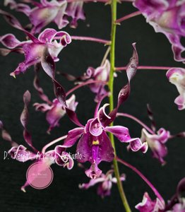 Dendrobium Respati Achmad Ardianto