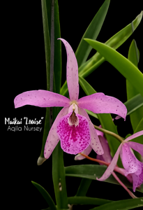 Brassanthe Maikai