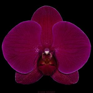 <i>Phalaenopsis</i> OX Eagle King
