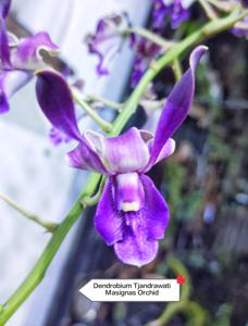 Dendrobium Tjandrawati