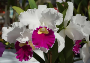<i>Cattleya</i> Astri